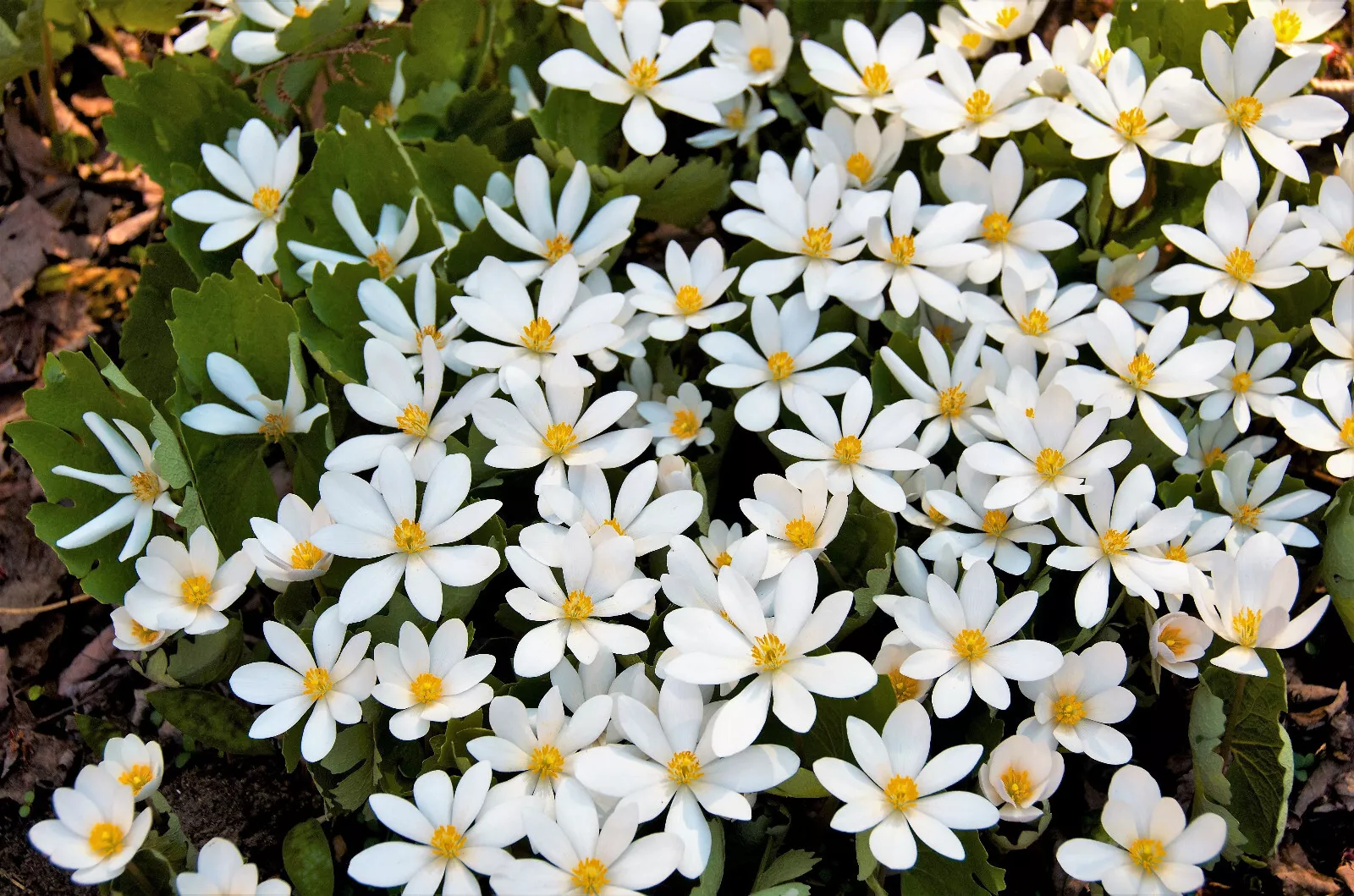 10 White Bloodroot Sanguinaria Canadensis Shade Ground Cover Flower Seeds - £16.18 GBP