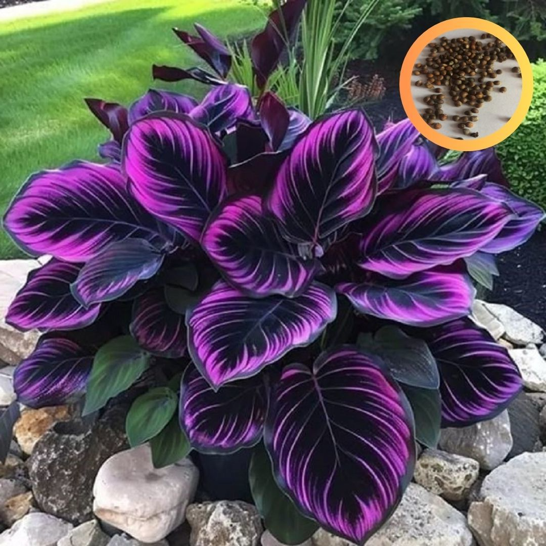 Seeds Purple Tip Calathea Couture Flower Indoor or Outdoor Beautiful Plant