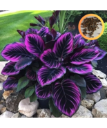 Seeds Purple Tip Calathea Couture Flower Indoor or Outdoor Beautiful Plant - $16.58