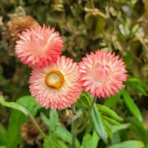 Strawflower Apricot-Peach Mix Helichrysum Bracteatum 30 Flower Seeds Gardening U - £7.72 GBP