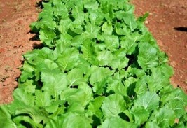 Turnip Seven Tops 500 - 2000 Seeds Heirloom Fast growing Greens Cold Hardy! - $2.44 CAD+