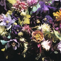 PowerOn 30+ Aquilegia Columbine Crown Jewels Mix Flower Seeds / Perennial - $7.34