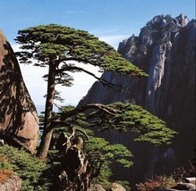 Huangshan Pine Tree Seeds - $8.99