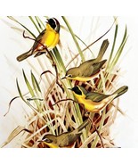 American Warblers Yellowthroats 1957 Lithograph Bird Art Print John H Di... - $49.99
