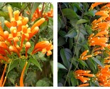 Vine FLORIDA FLAME Phyrostegia SMALL Rooted Starter Plant - £32.59 GBP