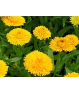 Calendula Golden Emperor 50 Fresh Seeds - £4.73 GBP