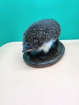 Large Hedgehog Taxidermy Mount - $400.00