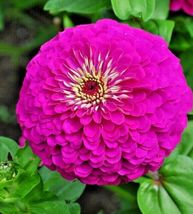 1001 Seeds Zinnia&quot;Purple Prince&quot;Flower Large 4-5&quot; Flowers Butterfly Garden Bee&#39;s - £14.78 GBP