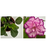 Ian Minuet Live African Violet 4&quot; - £52.57 GBP