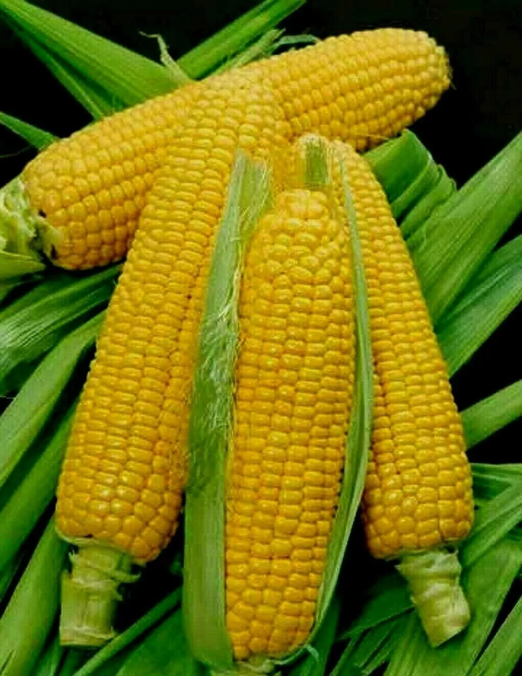 FARM 10 Golden Bantam Sweet Corn Seeds Non-Gmo Organic Heirloom Bulk Seeds - £7.13 GBP