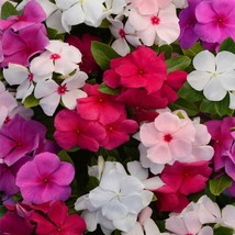 Periwinkle Valiant Garden Flower Seed Mix 25 Seeds Fresh USA Fast Shippi... - $18.99