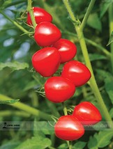 100 Seeds Heart-Shaped Tomatoberry Tomato Garden - £4.88 GBP