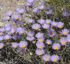 Mojave Aster Seeds (Xylorhiza Tortifolia) 30 Seeds From US - £8.66 GBP