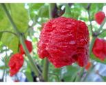 25+ 7 Pot Brain Strain Hot Pepper Seeds – Extremely Spicy Chili for Garden - $16.50