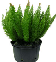 SEPTH Asparagus Dens Meyeri 1Gallon Fern Densiflorus Meyerii Foxtail Live Plant - $19.49