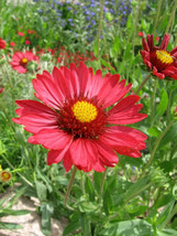 BPA 50 Seeds Burgundy Gaillardia Red Indian Blanket Flower From USA - £7.88 GBP