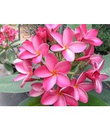 SRN 5 Pink Plumeria Seeds Perennial Flower Frangipani Garden - $34.00 CAD