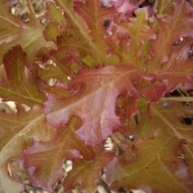 3000 Cimmaron Red Romaine Lettuce Lactuca Sativa Vegetable Seeds Fast Ship Fresh - $14.45