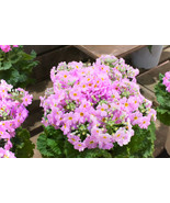 100 Pink Fairy Primrose Primula Malacoides Shade Houseplant Flower Seeds... - $14.65