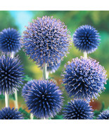 200+ Blue Globe Thistle Seeds - $10.96