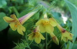 Polemonium Pauciflorum Few-Flowered Jacobs Ladder 20 Seeds USA Seller Garden Fre - £17.86 GBP