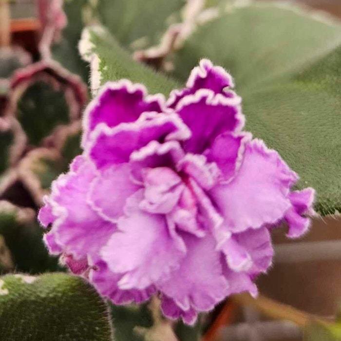 Wranglers High Sierra African Violet Live Plant Young Pre Finished Start... - $38.20
