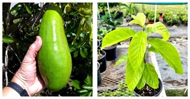 Live Fruit Tree AVOCADO Long Neck (Persea Americana) 12”-24” - £51.19 GBP