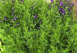 1000 Seeds Herb Tarragon Russian Tarragon Dragon Wort Perennial Garden - £7.63 GBP