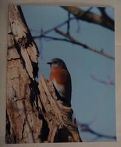 Beautiful Photo of a Bluebird  8x10 photo, Wildlife Photography by Chris Mathein - £21.37 GBP
