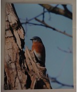 Beautiful Photo of a Bluebird  8x10 photo, Wildlife Photography by Chris... - $36.42 CAD