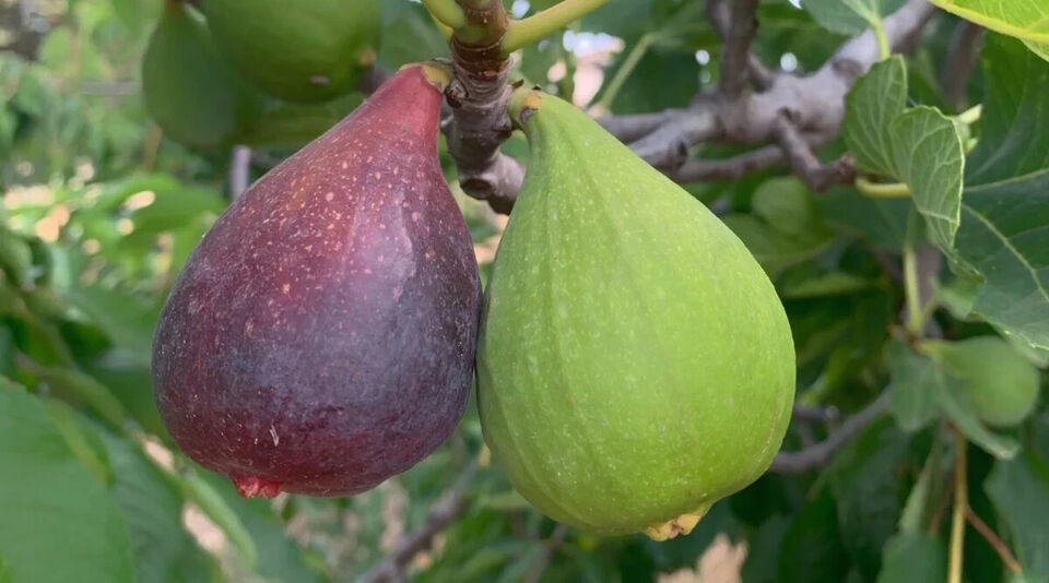 RD 100+ Violette de Bordeaux Fig Seeds for Garden Planting  - $5.15
