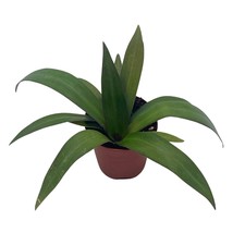 Green Moses in The Cradle, 2 inch Tradescantia spathacea, Rhoeo discolor, Green/ - £5.40 GBP
