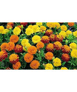 300+ Sparky Marigold Mix~Orange Yellow Red Nongmo Heirloom Seeds - $11.88
