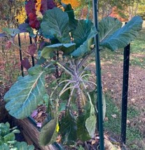 50 seeds Collard Green African Tree Collard Hybrid-Longhead Heirloom Seeds for S - $11.49