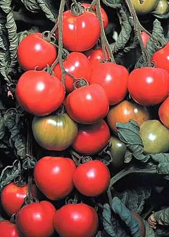 BStore 10 Seeds Early Cascade Tomato Heirloom Organic - £7.01 GBP