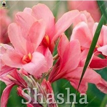100 pcs Dwarf Bonsai Canna Lily Outdoor Tropical Bronze Scarlet Foliage Seeds FR - £9.94 GBP