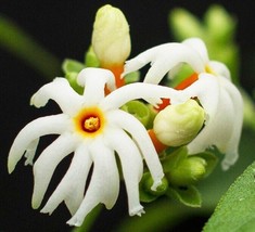 15 Seeds NightFlowering Jasmine house plant  garden flowers From US - $10.25