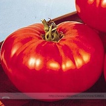 Big Beef Tomato Seeds Pack 100 Seeds Pack Early Large Fruits S Disease Resistanc - $12.88