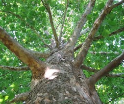 36&quot; Tall Seedling American Sycamore Tree Live Plant - Platanus occidentalis - £60.85 GBP