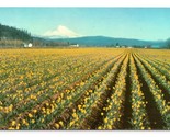 Daffodil Fields Mount Rainier Dick Lewis Pontiac Advertising Chrome Post... - $3.91