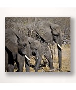 Elephant Print 28&quot; Stretched Canvas Gray Color Photo Close Up  Africa Sa... - £36.75 GBP