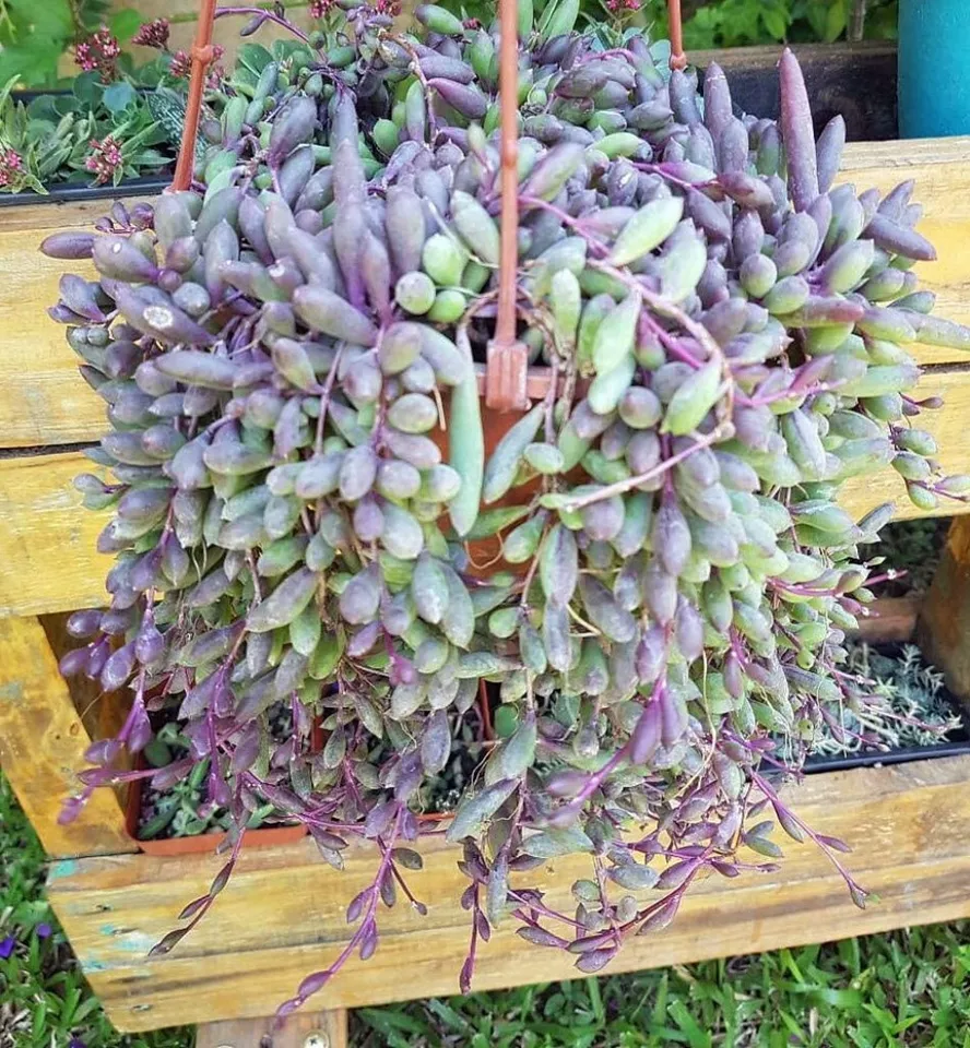 Othonna Capensis String of Rubies Succulent Live Plant Easy to Grow 2.5&quot;... - $41.80