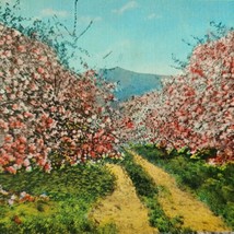 Apple Orchard in Bloom Winchester VA Vintage Linen Postcard - £15.78 GBP