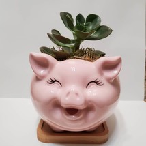 Pig Planter with Echeveria Succulent, Pink, Live Plant, Animal Succulent Planter image 2