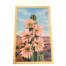 Postcard Cactus In Bloom Flowers Mountains Linen Vintage 1952 Posted - $12.76