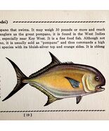 Permit 1939 Salt Water Fish Gordon Ertz Color Plate Print Antique PCBG19 - $235.45 MXN