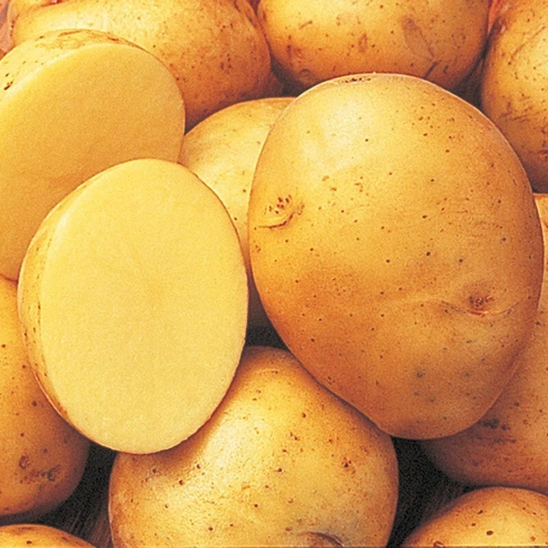 Yukon Gold Seed Potatoes 1 lb Potato Organic Sprouted Certified Ready to... - $30.99