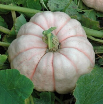 25 Pc Seeds Pink Porcelain Doll Pumpkin Plant, Pumpkin Seeds for Planting | RK - £26.77 GBP