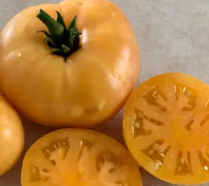 50 Seeds Orange Cream Tomato Heirloom Vegetable Tomatoe Edible Fresh Garden - £7.33 GBP
