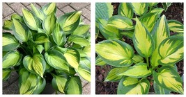 1 Live Potted Plant hosta JUSTINE small thick 2.5&quot; pot - £34.60 GBP